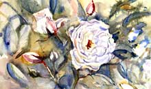 Rose, watercolour