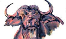 Buffalo watercolour