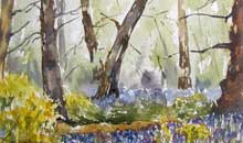 Bluebell Wood