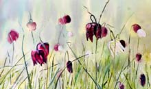 Fritillaries, 25x30 HP